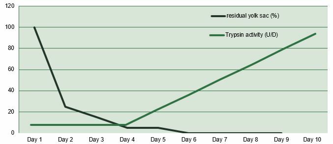 Figure 3. Residual yolk weight and trypsin activity during the first days of life of chicks