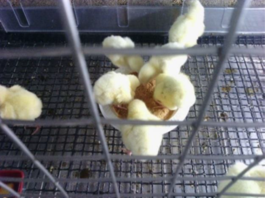 Administration of enzymatically treated soy protein as a paste to chicks from 0 to 5 days of age