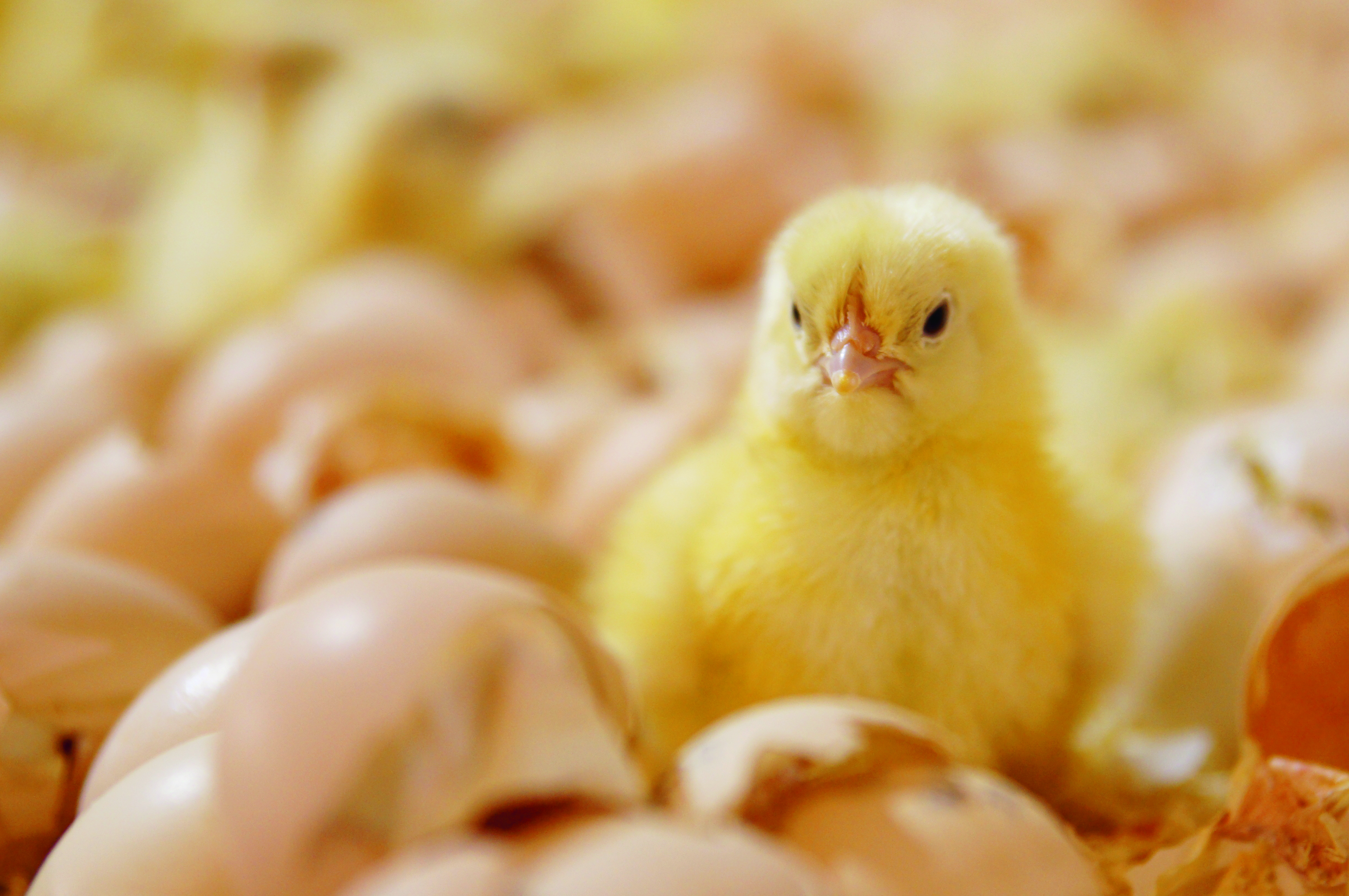 IPPE: NestBorn is revolutionizing chick hatching
