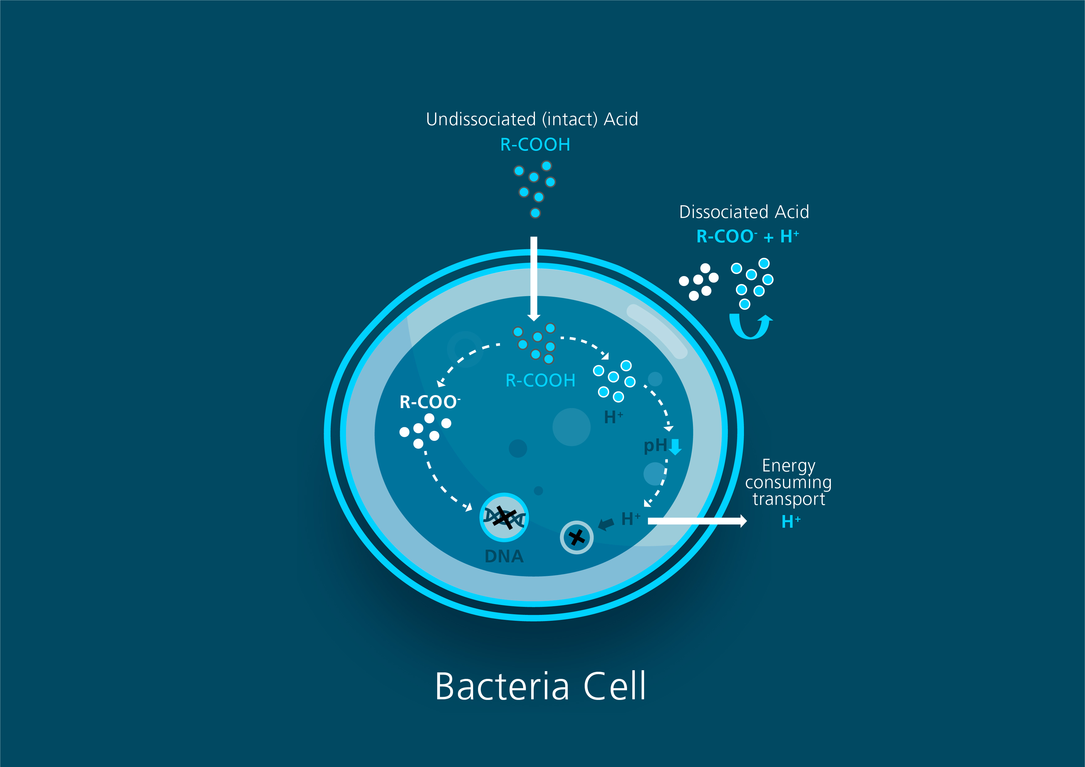 Bacteria growth