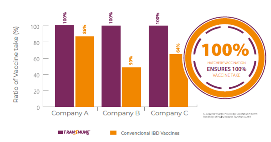 Figure 5. Vaccine Strain Detection in Bursa by PCR (%)