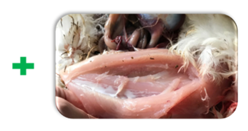 Correct administration into the intramuscular compartment, with no haematomas or abrasions.