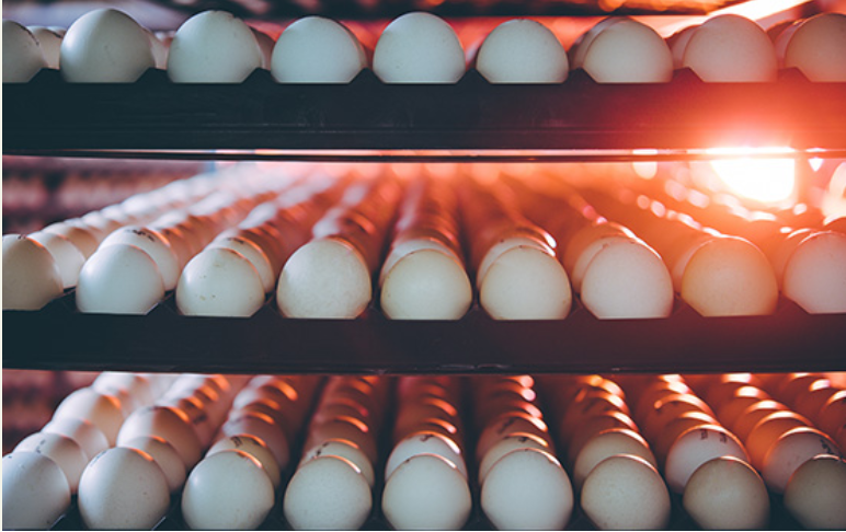 Australia gets its first in-ovo sexing technology for layer production