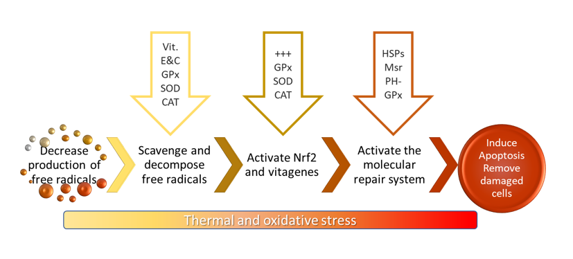 Figure 2: Summary of the antioxidant response