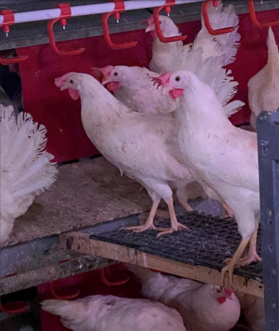 Figure 1. Pre-lay behavior in hens includes making many visits to examine potential nesting sites before making a final nest selection.