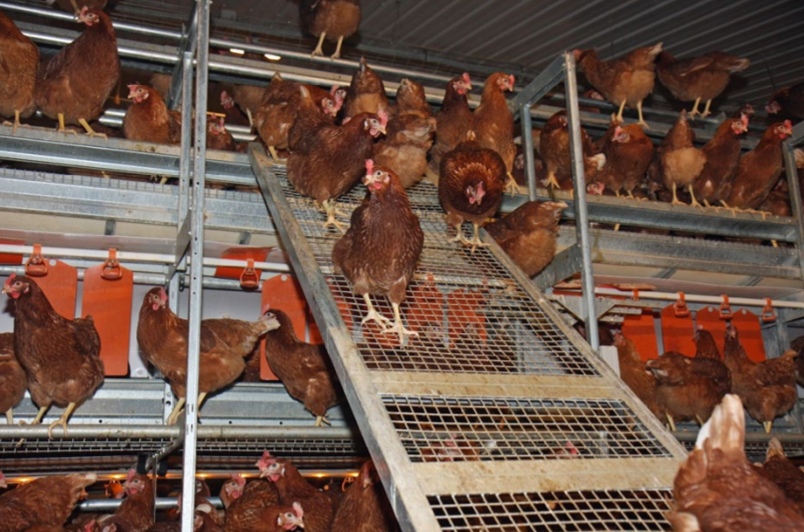 Figure 14. Ramps make elevation changes easier and reduces crowding in front of the nests. Use ramps when the elevation change is greater than 90 cm.