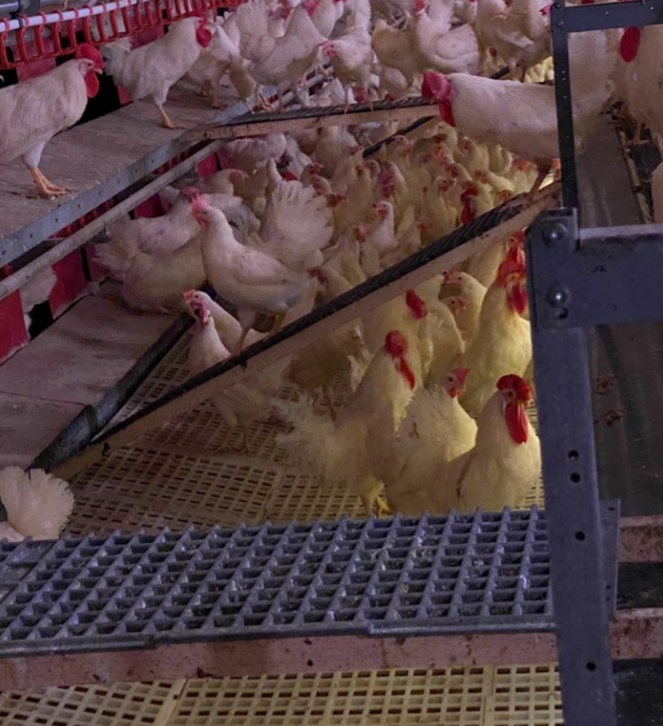 Figure 15. Ramps and landing platforms in front of the nest should be wide enough to allow two-way traffic with secure grid type floors.