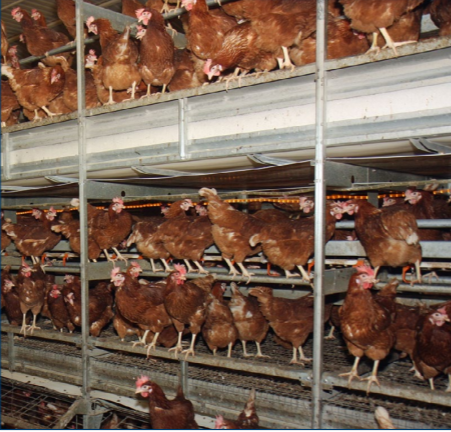 Figure 4. It is important to train newly housed birds to roost in the aviary system and not on the litter
