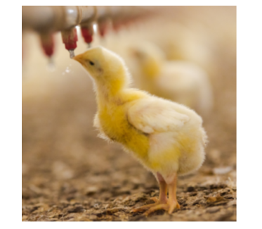 Figure 2. Water intake can be altered by adjusting the feed formulation.
