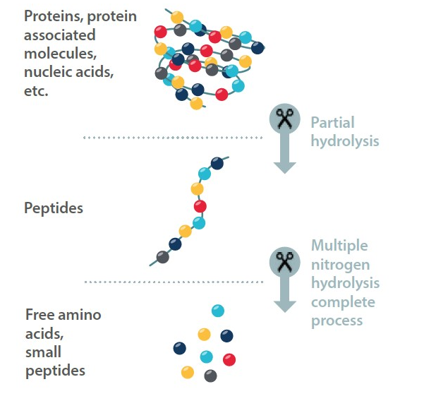 Figure 1. Enzymatic protein digestion process