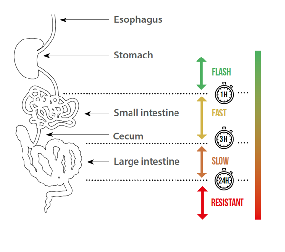 Figure 2. Kinetics of protein absorption: key parameters for protein functionalities
