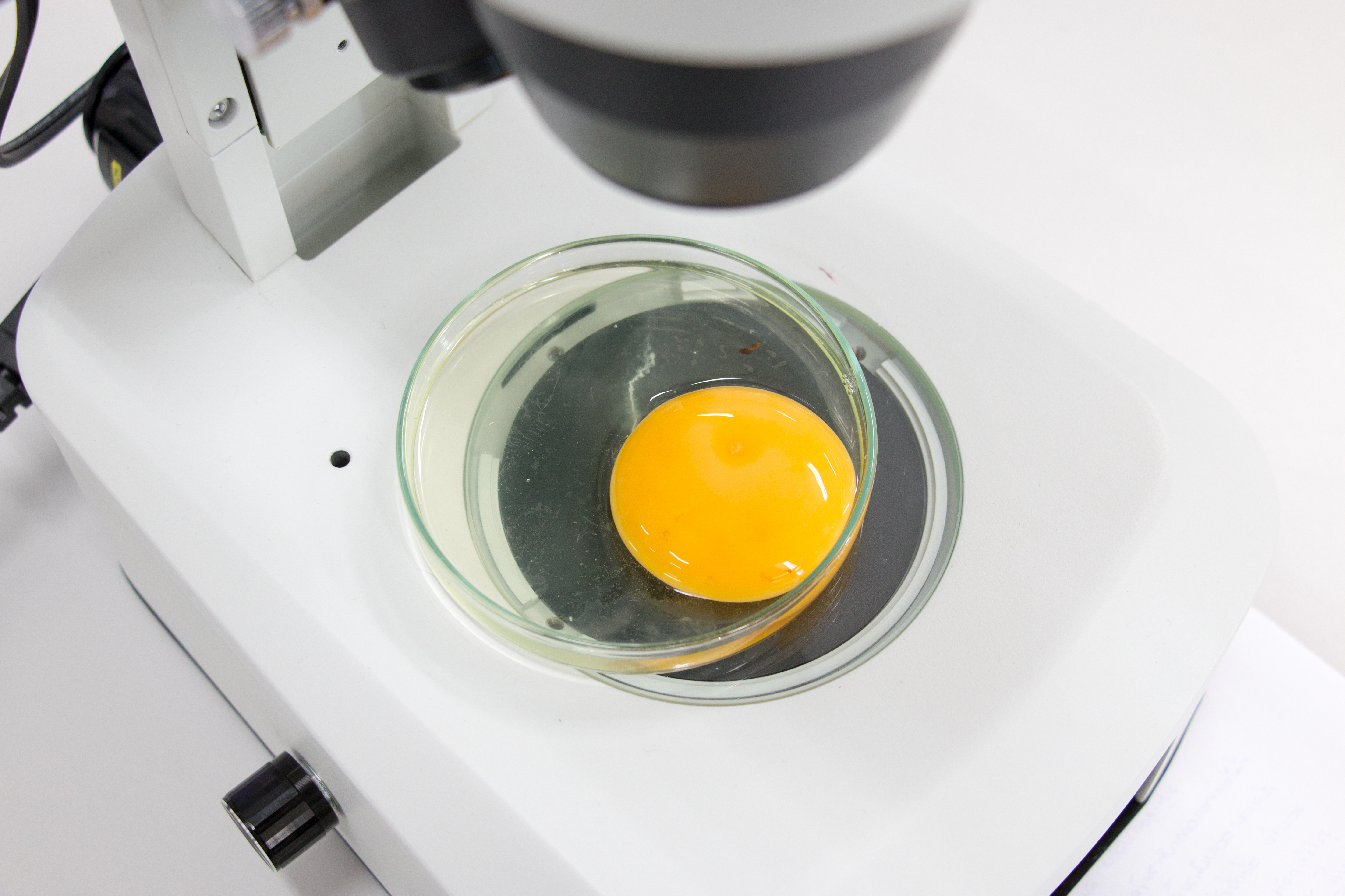 an egg in a dish under a microscope