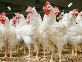 Brazil chicken prices in São Paulo hit five-month high