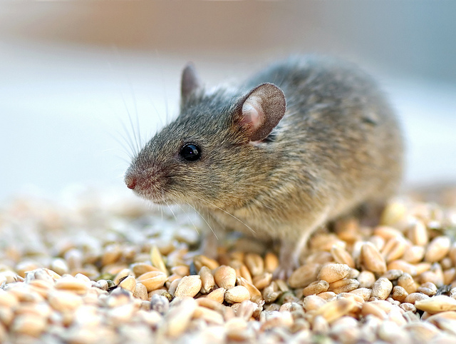 Australia warns of mice plague threat to food supply