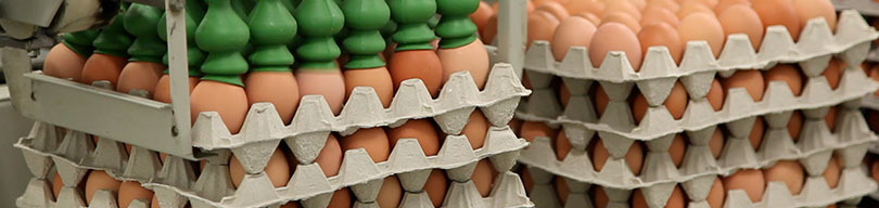 Biomin - Feed additives, premixes and services for healthy and profitable farm animals