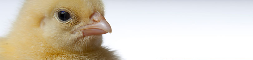 Biomin - Feed additives, premixes and services for healthy and profitable farm animals