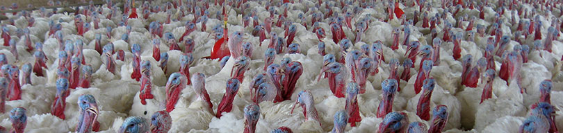 Biomin - Feed additives, premixes and services for healthy and profitable farm animals