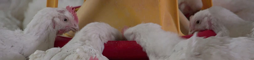 Biomin - Feed additives, premixes and services for healthy and profitable farm animals