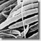 Fusarium