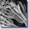 Penicillium