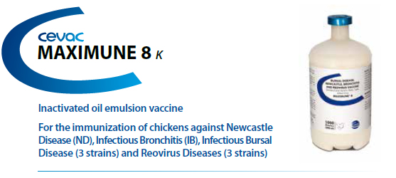 CEVA - MAXIMUNE® 8 For the immunisation of chickens against Newcastle Disease, Infectious Bronchitis, Infectious Bursal Disease and Reovirus Diseases from CEVA SANTE ANIMALE