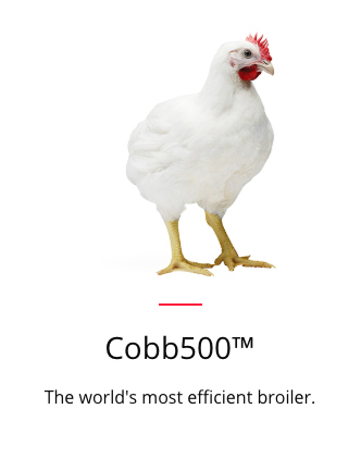 Cobb500 Cobb500