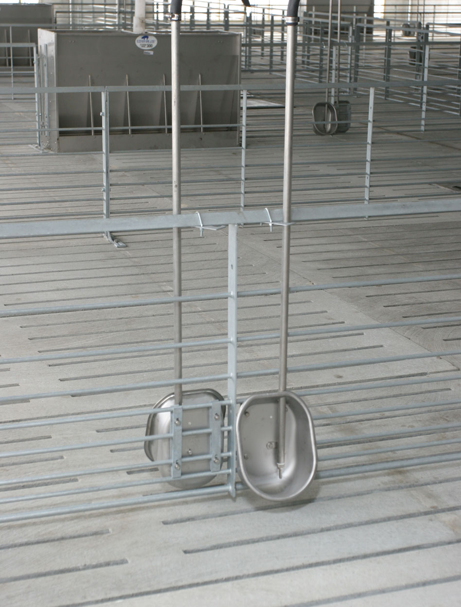 AquaChief water cups are a great drinking water solution for all ages of growing pigs. (Shown: A pair of AquaChief cups installed in a wean-to-finish barn.)