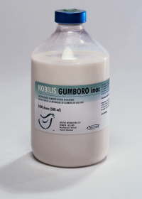 NOBILIS GUMBORO INAC