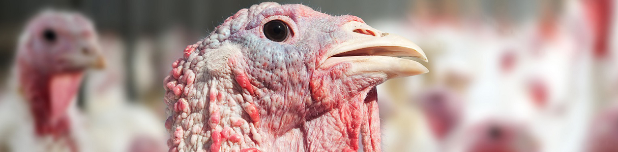 Nutriad - Focus on performance optimization of birds