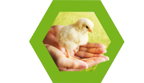 Nutriad Species - Poultry