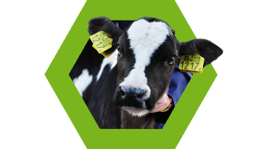 Nutriad Species - Ruminants