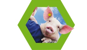 Nutriad Species - Pig