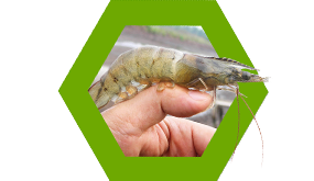 Nutriad Species - Aqua