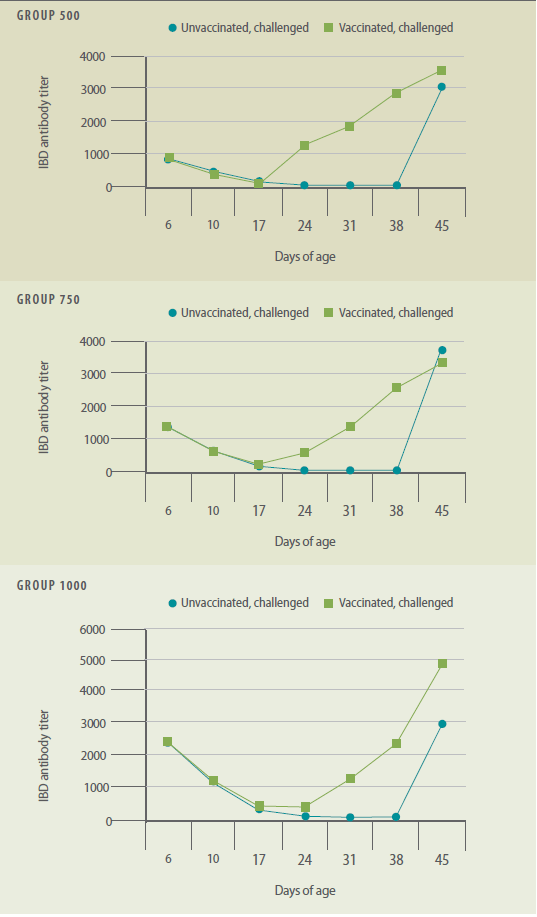 Discoveries - IBD V877 vaccine can break through maternal antibodies - Issue 5