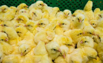 Poultry Health Today, Issue 6