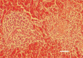 Fig. 5. Periarteriolar reaction, fibrinoid necrosis and congestion of the spleen in Е. coli septicaemia. H/E, Bar = 30 µm.