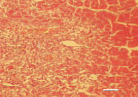  Fig. 3. Myocardial infarction (I) in a
bird that has survived a staphylococcal
septicaemia. H/E, Bar = 30 µm.