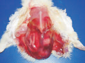 2. Escherichia coli infections are widely distributed among poultry of all ages and categories. They are primarily related to poor hygienic conditions, neglected technological requirements or to respi-ratory and immunosuppressive diseases. A common sequel of navel infections is local or diffuse peritonitis.