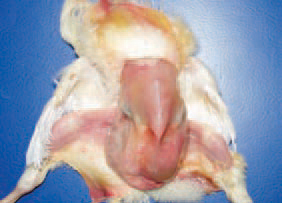 When the amount of egg white is bigger (in larger eggs), it impedes the absorption during hatching, resulting in subcutaneous jelly-like oedemas that are an excellent media for the development of E. coli infections.
