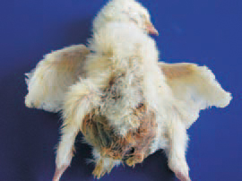 At a later stage of the infection, the yolk content is a cause of putrefactive necrotic processes in the peritoneal cavity. The abdomen is bloated. The entire abdominal wall is affected by a moist gangrene (maceration).