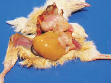 The delayed absorption of the yolk sac is a prerequisite for E. coli infections and peritonitis. The most commonly identified E. coli serotypes are: 01:K1 (L); 02:K1 (L) and 078:K80 (B).
