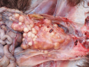 Compression and compactedness of caseous necrotic masses after losing a part of their water content in the oviduct of a layer