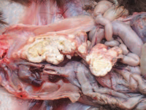 Salpingitis.
An element of Fig. 10. Longitudinal cross section of the oviduct.