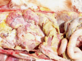 Egg yolk peritonitis in a layer hen consequently to E. coli salpingitis. The chickens could be hatched with a latent infection, when E. coli is present in ovaries and the oviduct. In these instances, the infection could turn into an overt infection under the influence of some stress factors or lesions.