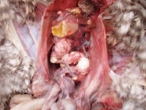 Salpingites are among the commonest causes for death in layer hens. E. coli penetrates from the cloaca via an ascendant route. Predisposing factors are the intense egg laying and the associated estrogen activity.