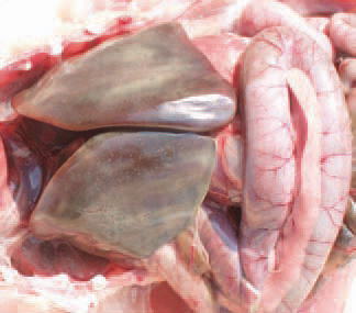 Acute E. coli septicaemia in layer hens.
Clinically and morphologically, the acute E. coli septicaemia could resemble fowl cholera or fowl typhoid. It is encountered in both young and sexually mature birds. The stress in the beginning of egg-laying is considered as an important predisposing factor. The parenchymal organs are enlarged and hyperaemic. Sometimes, the liver has a greenish colour and is mottled with multiple small necrotic foci. Also, pericarditis, peritonitis and petechial haemorrhages on serous coats are present.
