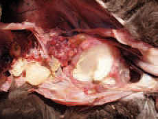 E. coli septicaemia of a respiratory origin.