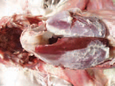 E. coli septicaemia of a respiratory origin.
In such cases, the respiratory mucosa damaged by infectious and non-infections agents (ND viruses including vaccinal strains, IB, TRT, mycoplasmae, high ammonia levels) is the entrance door of the E. coli infection. The lesions are principally observed in the respiratory tract (trachea, lungs and air sacs), but some adjacent serous coats (pericardium, peritoneum) are also affected and thus, the picture of a typical serofibrinous polyserositis is produced.
