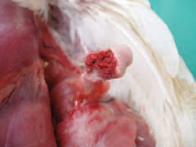 . Arthritis, Osteomyelitis and Osteonecrosis (inflammation of joints, bone marrow and bone necrosis, respectively). The lesions are a common sequel to E. coli septicaemia. Clinically, lameness, prolonged lying down, dehydration and retarded growth rate are observed. The coxofemoral joints, the femur and tibiotarsal joints are most commonly affected. The bacteria colonize the physes of growing bones and provoke an inflammatory response that is further causing osteomyelitis. Pathoanatomically, fractures of the femoral head are usually discovered.