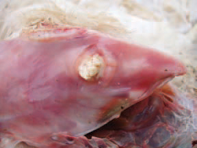 some cases of E. coli septicaemia, accumulation of exudate between the superficial and deep pectoral muscles is observed.